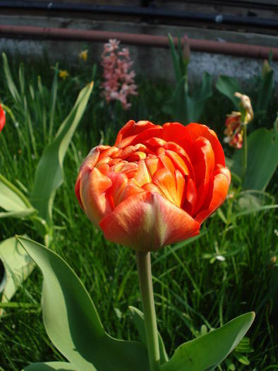 Tulipa Miranda (2009, April 11)