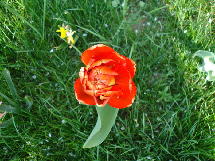 Tulipa Miranda (2009, April 11) - Tulipa Miranda