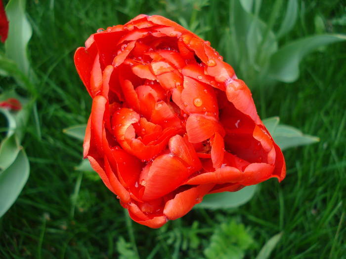 Tulipa Miranda (2009, April 14) - Tulipa Miranda