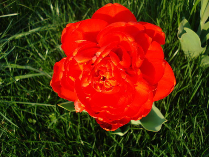 Tulipa Miranda (2009, April 15) - Tulipa Miranda