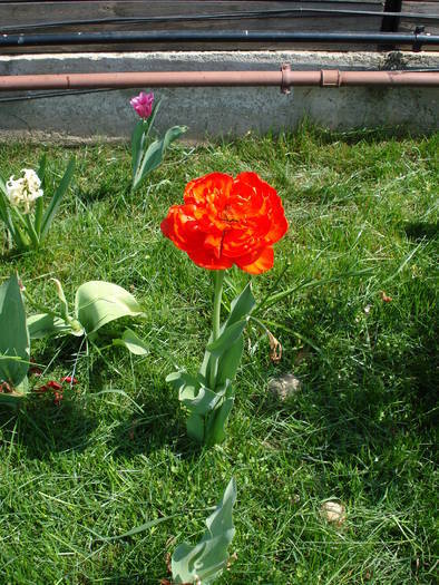 Tulipa Miranda (2009, April 18)