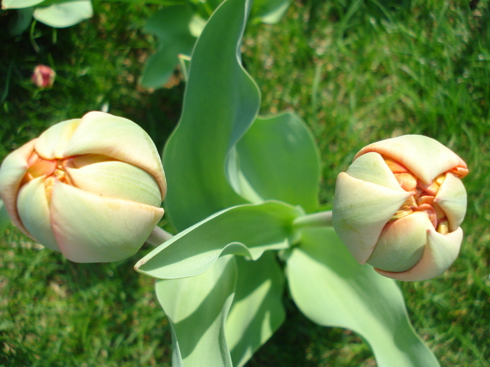 Tulipa Miranda (2010, April 09) - Tulipa Miranda