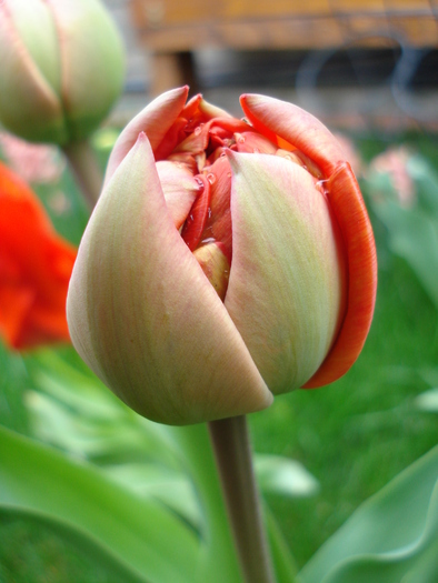 Tulipa Miranda (2010, April 11) - Tulipa Miranda