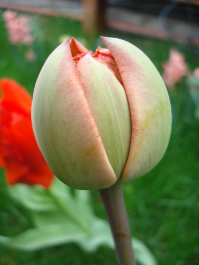 Tulipa Miranda (2010, April 11)