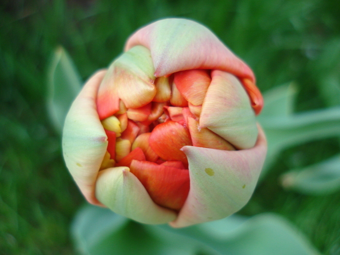 Tulipa Miranda (2010, April 11)