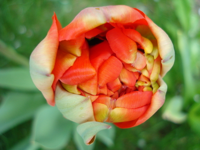 Tulipa Miranda (2010, April 12) - Tulipa Miranda