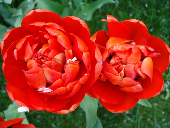 Tulipa Miranda (2010, April 13) - Tulipa Miranda