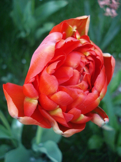 Tulipa Miranda (2010, April 13) - Tulipa Miranda