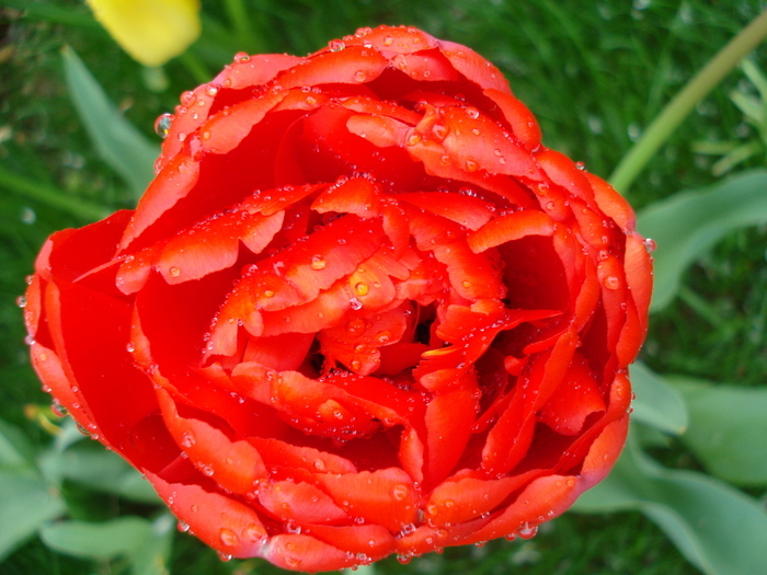 Tulipa Miranda (2010, April 15)