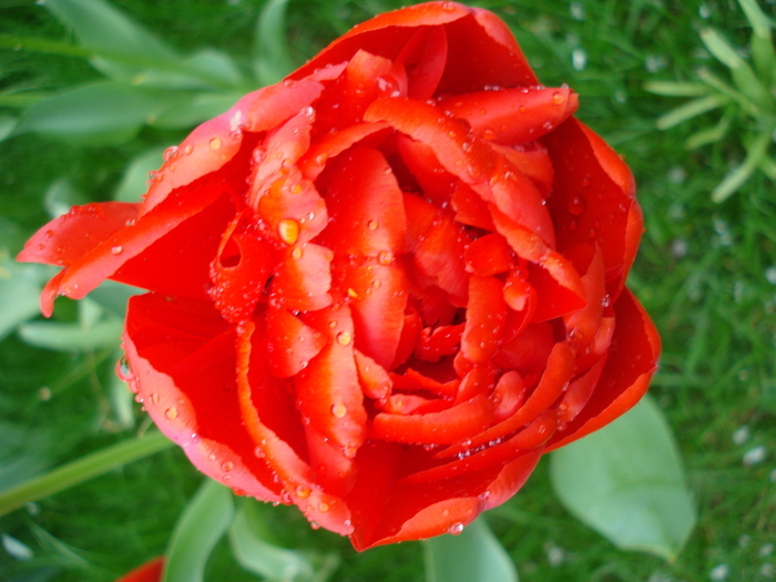 Tulipa Miranda (2010, April 15) - Tulipa Miranda