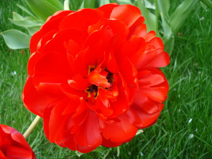 Tulipa Miranda (2010, April 18)