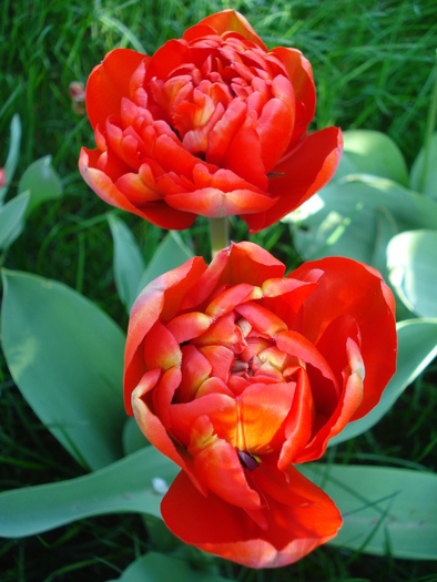 Tulipa Miranda (2010, April 18) - Tulipa Miranda