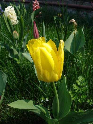 Tulipa Candela (2009, April 11) - Tulipa Candela