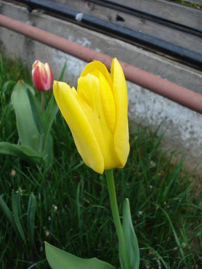 Tulipa Yellow Emperor (2009, April 13)