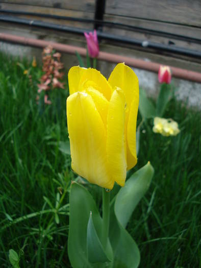 Tulipa Yellow Emperor (2009, April 14) - Tulipa Candela