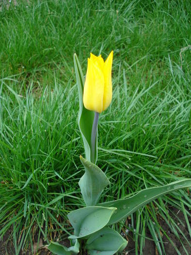 Tulipa Yellow Emperor (2009, April 14) - Tulipa Candela