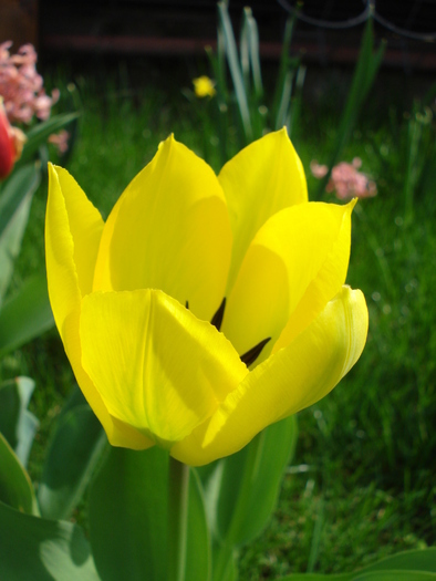 Tulipa Yellow Emperor (2010, April 07) - Tulipa Candela