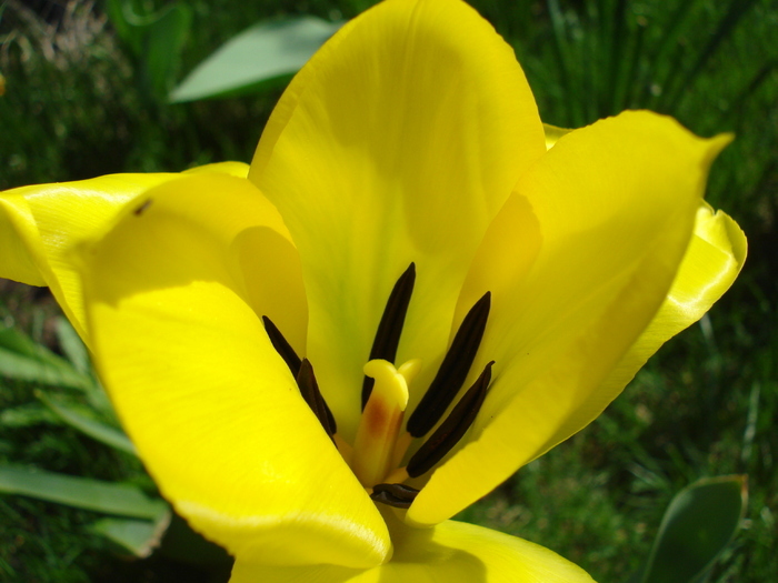 Tulipa Candela (2010, April 08) - Tulipa Candela