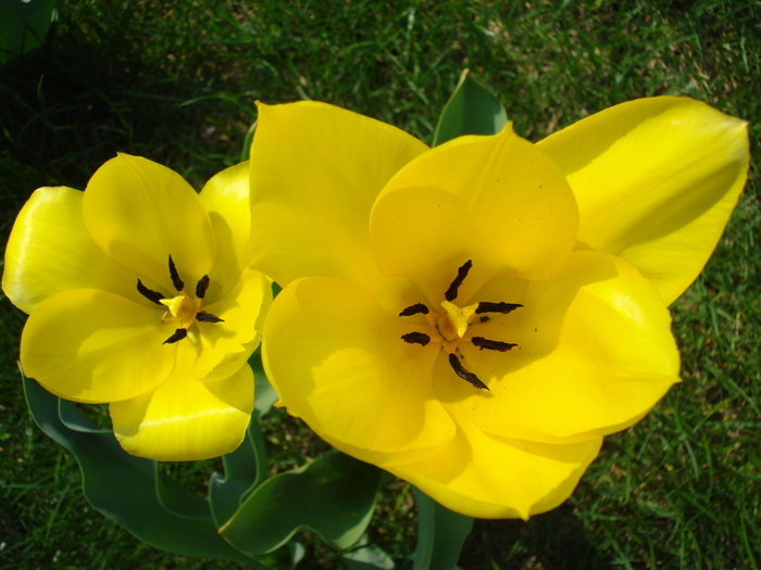 Tulipa Candela (2010, April 09) - Tulipa Candela