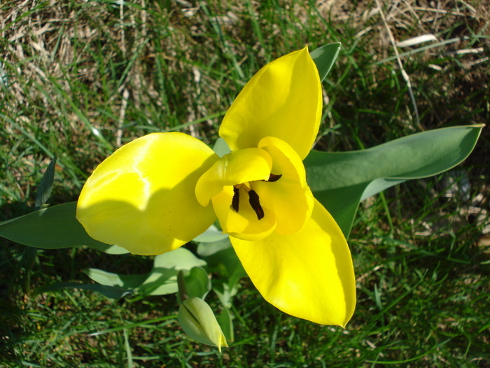 Tulipa Candela (2010, April 10) - Tulipa Candela
