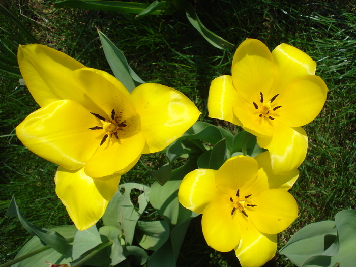 Tulipa Candela (2010, April 10) - Tulipa Candela