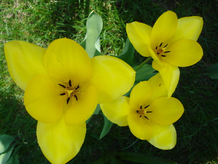 Tulipa Candela (2010, April 10)