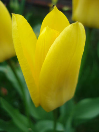 Tulipa Candela (2010, April 11) - Tulipa Candela