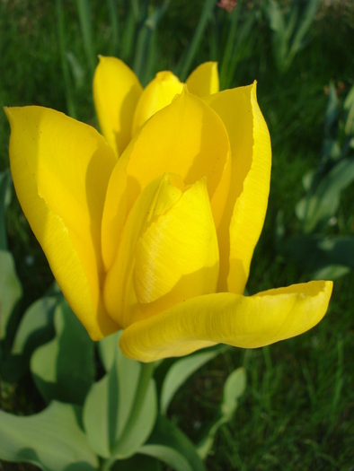 Tulipa Candela (2010, April 11) - Tulipa Candela