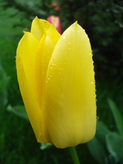 Tulipa Candela (2010, April 15)