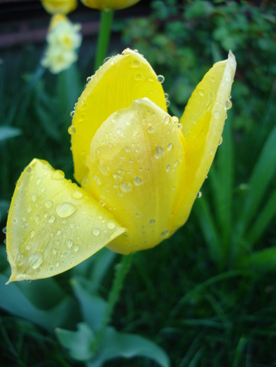 Tulipa Candela (2010, April 21)