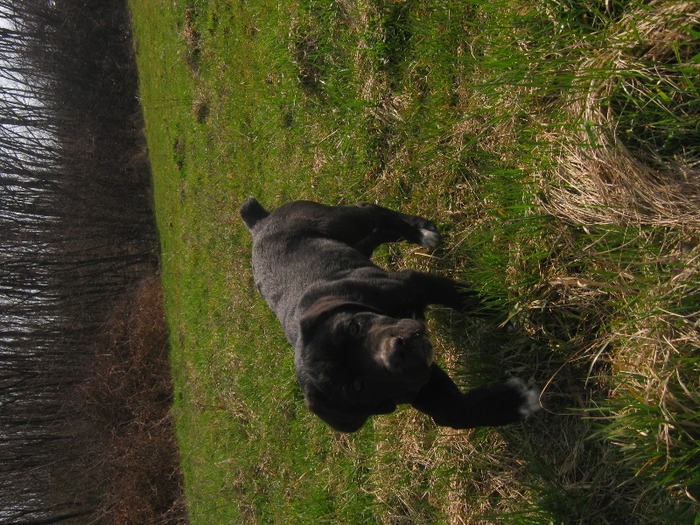 sheila - Cane Corso