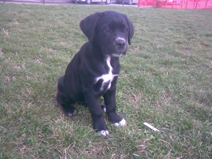 sheila - Cane Corso