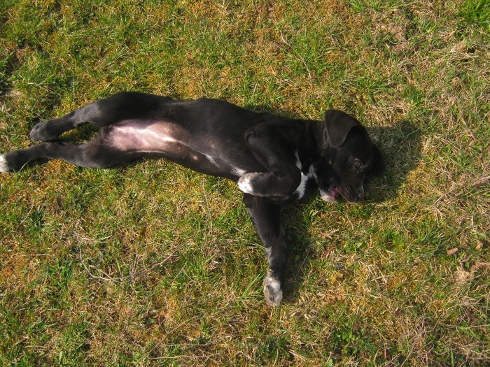 sheila - Cane Corso