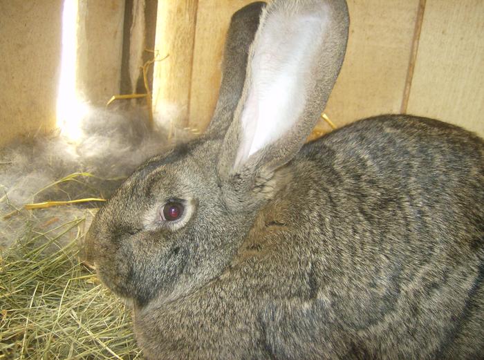 HPIM3124 - IEPURII MEI