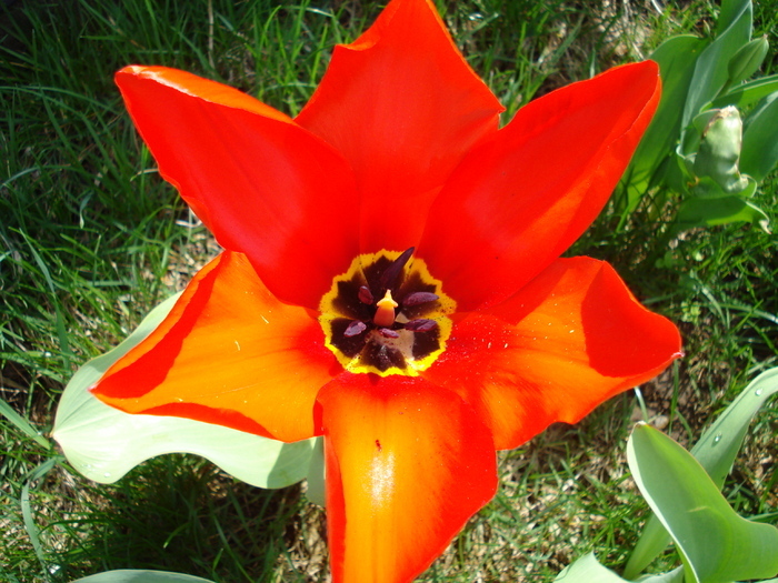 Tulipa Madame Lefeber (2010, April 07) - Tulipa Madame Lefeber
