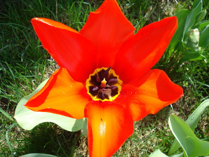 Tulipa Madame Lefeber (2010, April 07)