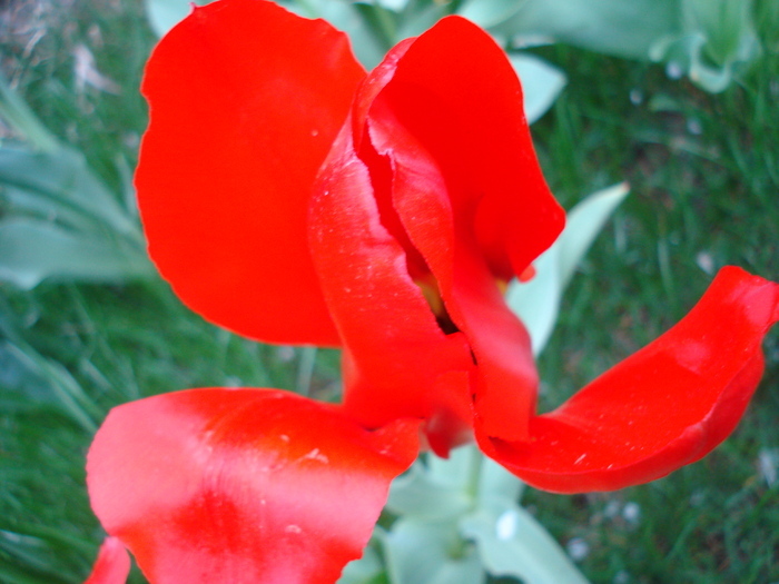 Tulipa Red Emperor (2010, April 11) - Tulipa Madame Lefeber