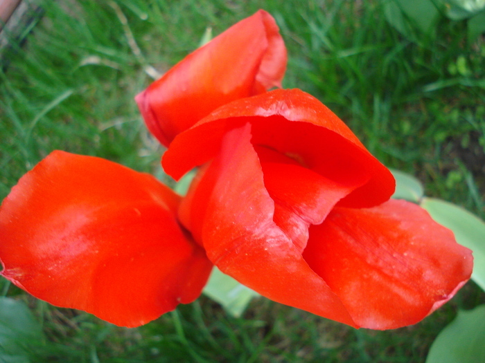 Tulipa Red Emperor (2010, April 11) - Tulipa Madame Lefeber