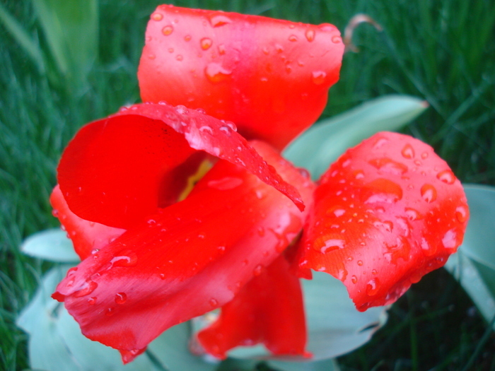 Tulipa Madame Lefeber (2010, April 15)