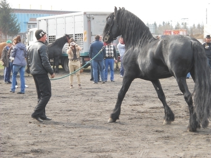 33933846_INKCFFCRM - Expozitie Caii Sibiu 26-03-2011