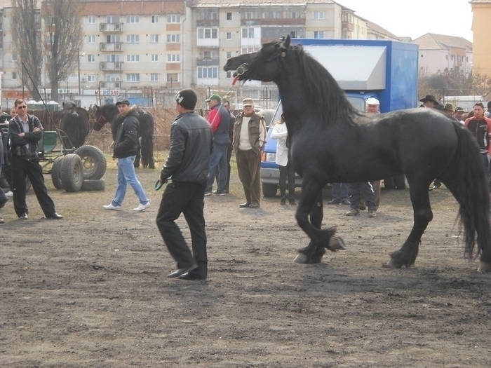 33933855_WWOZHFQUY - Expozitie Caii Sibiu 26-03-2011