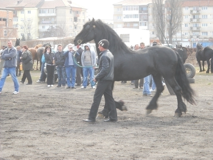 33933860_RIRNRFXUK - Expozitie Caii Sibiu 26-03-2011