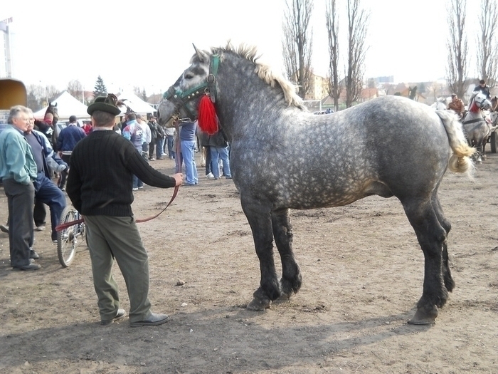 33933877_XWFDVADSM - Expozitie Caii Sibiu 26-03-2011
