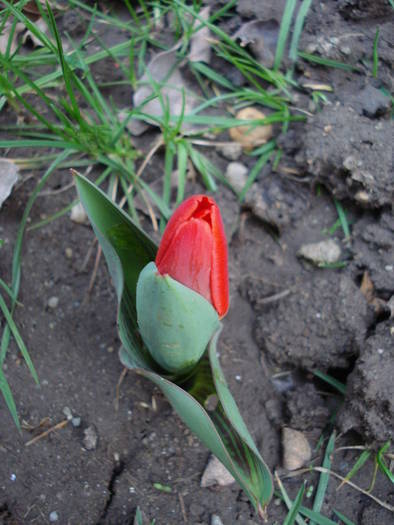 Tulipa Showwinner (2009, April 01)