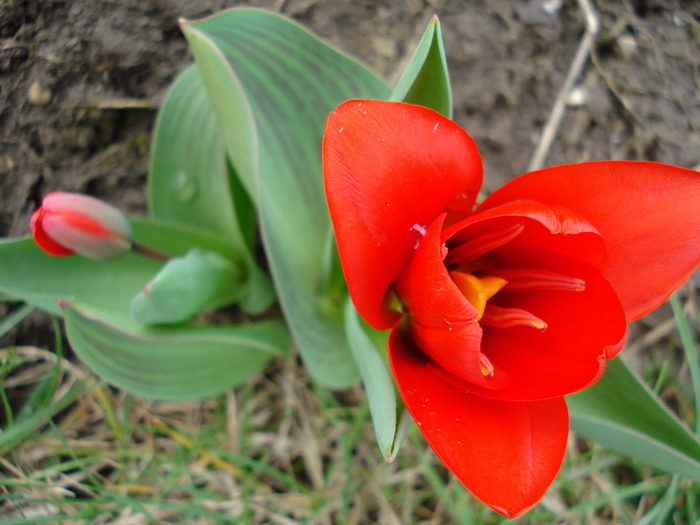 Tulipa Showwinner (2010, March 29) - Tulipa Showwinner