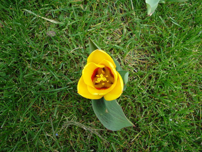 Tulipa Stresa (2009, March 24)