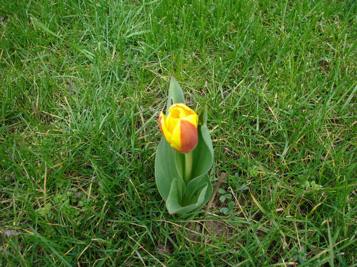 Tulipa Stresa (2009, March 24) - Tulipa Stresa