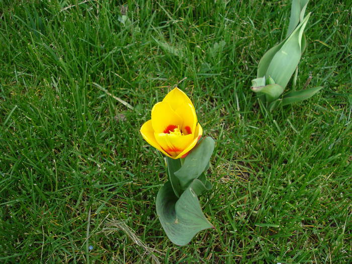 Tulipa Stresa (2009, March 24) - Tulipa Stresa