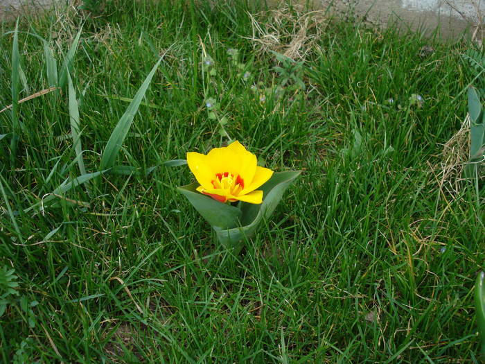 Tulipa Stresa (2009, March 30)