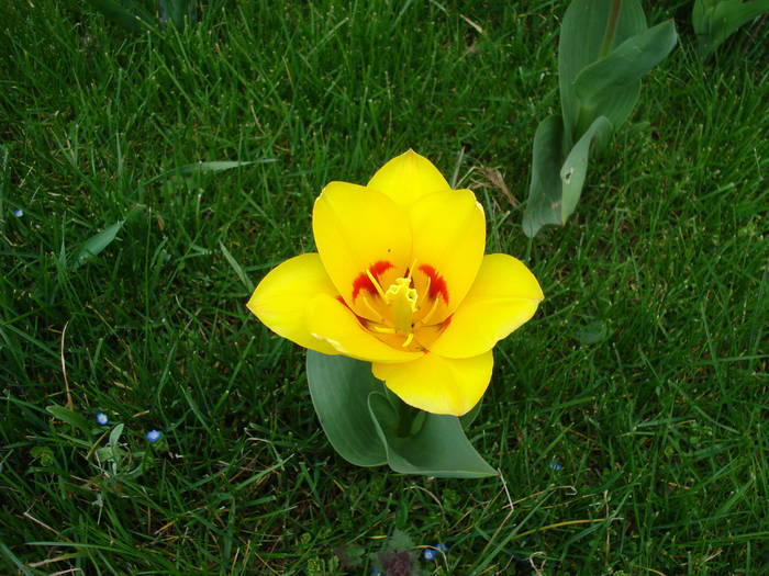 Tulipa Stresa (2009, March 30) - Tulipa Stresa